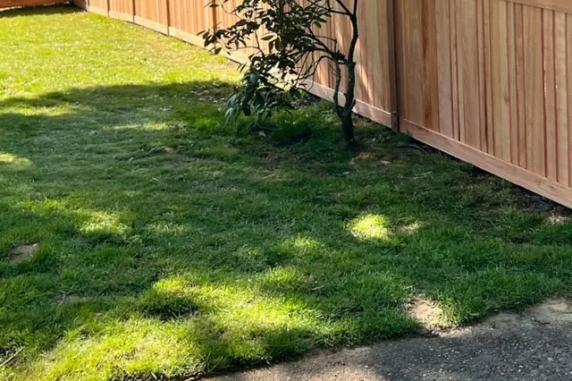 Boundary fences