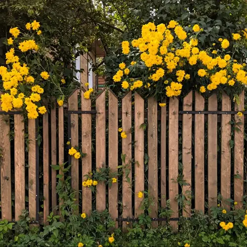 Timber picket fence
