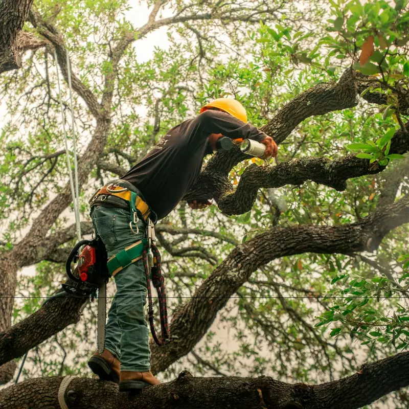 Tree Services job in Bathurst