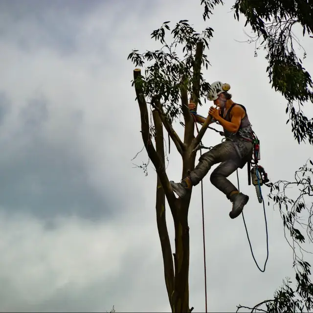 Pruning & trimming