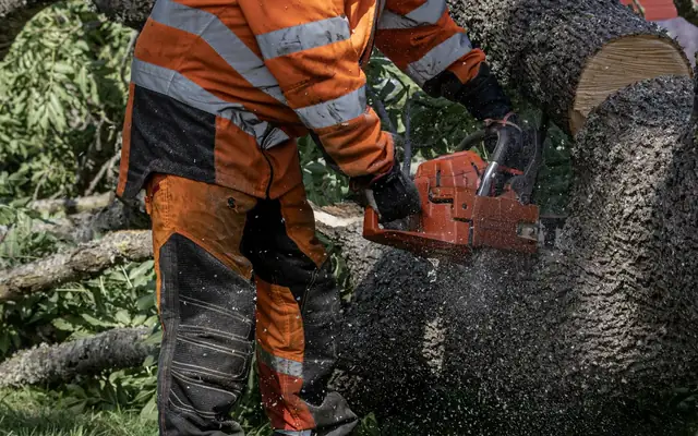 Tree removal