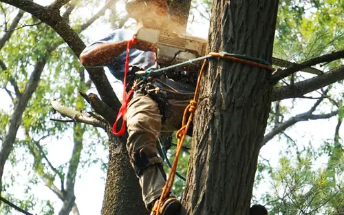 Arborist working high in a tree