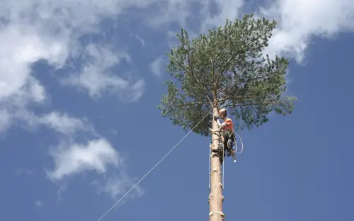 Climber topping a tall pine