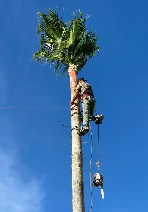 Climber working on a tall palm
